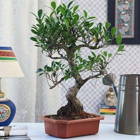 Abana Homes S Shape Ficus Bonsai Plant - 8 Years Old Bonsai Live Plants