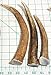 3-Pack Elk Antler Dog Chews, Medium Tines, 6 inches to 10 inches Long, for Small to Medium Sized Dogs and Puppies - Big Dog Antler Chews Brand