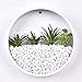 Round Glass Wall Vase Planter, Indoor Decorative Contemporary Morden Circle Iron Vase for Herb,Small Cactus for Room Decor,in Gift Box, 8″ H, Whitethumb 2