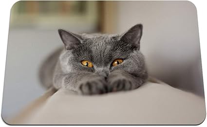 Amazon 22cmx18cm マウスパッド 猫のマズルの足の厚さ パターンカスタムの マウスパッド Bingbongbu マウスパッド 通販