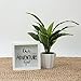 Foreside Home & Garden FDAD06116 Adventure Wooden Bank