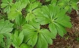 Mayapple - American Mandrake Perennial Bare Root