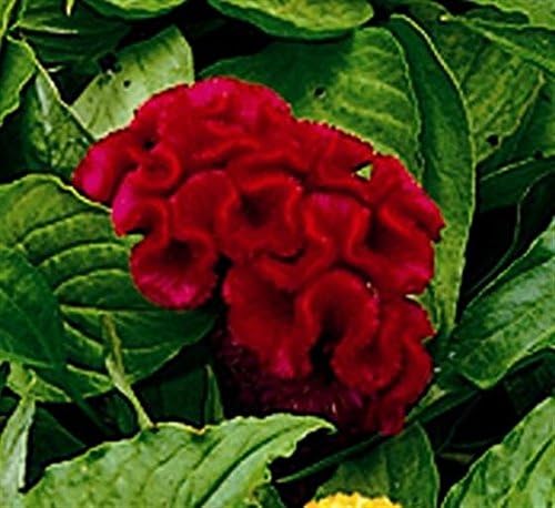 30+ Celosia Red Cockscomb Flower Seeds Mix / Reseeding Annual