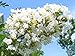 Natchez Crape Myrtle 'Lagerstroemia indica x fauriei' - 12" Tall Healthy Potted Plants - 3 pack