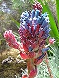 #1048-A *RARE*GIANT PUYA COERULEA *15 SEEDS*E~Z GROW*SHOWY*EXOTIC*TROPICAL*HUGE*#1048-A