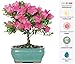 Brussel's Live Satsuki Azalea Outdoor Bonsai Tree - 5 Years Old; 6" to 8" Tall with Decorative Container primary