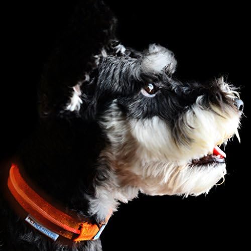 Pet Industries Metal Buckle LED Dog Collar, USB Rechargeable, Available in 7 Colors & 4 Sizes