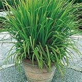 seedusa 35 Seeds Mosquito Repelling Lemon Grass Plant (SEEDS ONLY)