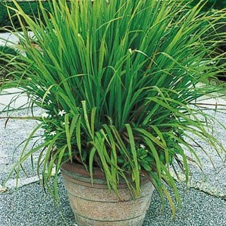 seedusa 35 Seeds Mosquito Repelling Lemon Grass Plant (SEEDS ONLY)