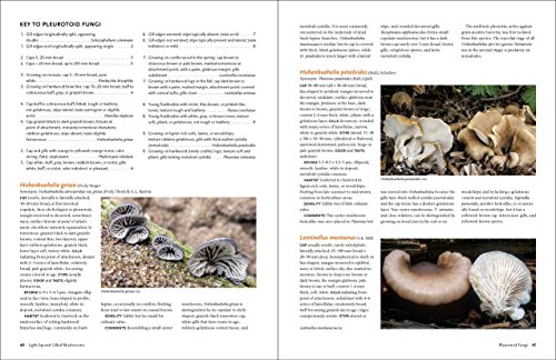 California Mushrooms: The Comprehensive Identification Guide - Thumbnail 4