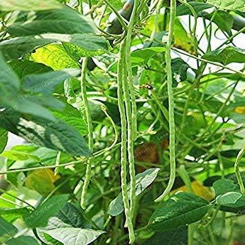 Chinese Long Bean Vigna Unguiculata Bonsai 10 PCS Long-Podded Cowpea Snake Bean Vegetable Bonsai Mini Garden Long Bean Bonsai: 1