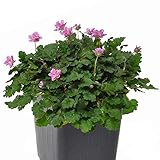 Miniature Fairy Garden Erodium x variabile, Flora Plena, Heron's Bill