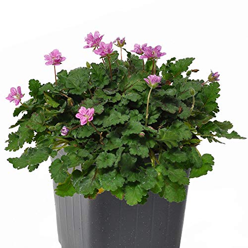 Erodium x variabile, Flora Plena, Heron's Bill