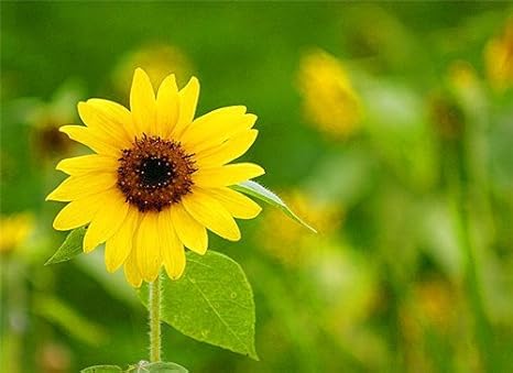 Amazon Co Jp 50種を生きやすい星空春の花の種と冬の季節パッケージの種類屋内鉢植えの植物の種子 ホーム キッチン