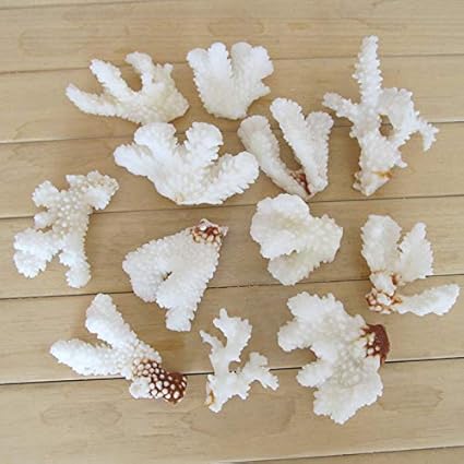 Pukido 250g Naturliches Weisses Korallenfelszweig Fur Aquarien Landschaftsdekoration Heimwerker Wasser Ph Korallenknochen 3 6 Cm White 250g Amazon De Kuche Haushalt