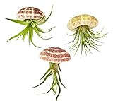Air Plant Tillandsia 3 pc Hanging Jellyfish Set/Includes Air Plants, Shells and Gift Box