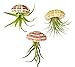 Air Plant Tillandsia 3 pc Hanging Jellyfish Set/Includes Air Plants, Shells and Gift Box