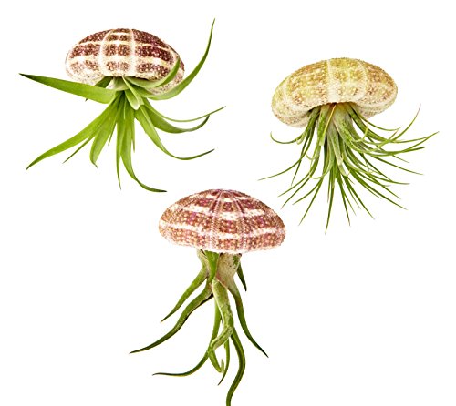 Air Plant Tillandsia 3pc Hanging Jellyfish Set - Includes Air Plants, Shells and Gift Box Air Plant Tillandsia 3pc Hanging Jellyfish Set - Includes Air Plants, Shells and Gift Box