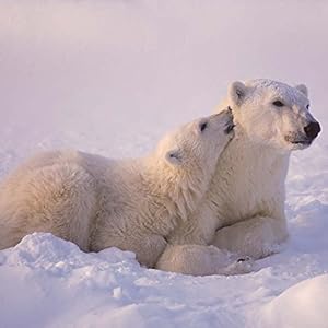 Polar Bears (171038)