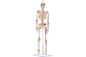 MIMODA Human Skeleton Model, 34" Half Life SizeSkeleton Anatomy Model with Spinal Nerves, Muscle Insertion and Origin Points, Includes Joint Ligaments for Human Anatomy Study, Hanging Style