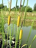 Graceful Dwarf Cattail 50 Seeds-Typha laxmannii-Aquatic