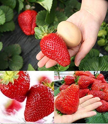 300pcs Giant Strawberry Seeds, Sweet Red Strawberry/Organic Garden Strawberry Fruit Seeds, for Home Garden Planting