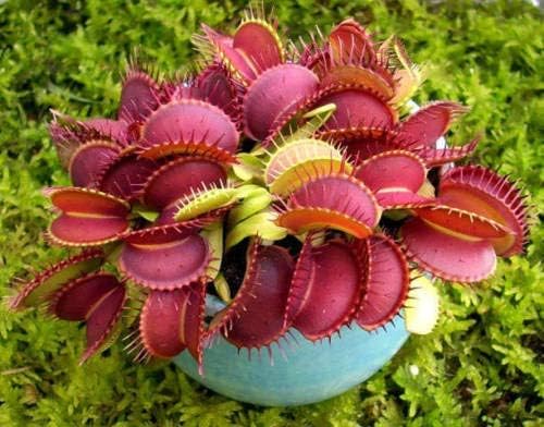 25 Red Dragon Venus Fly Trap Dionaea Muscipula Carnivorous Seeds Bug Eating Fly