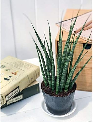 Amazon Co Jp 多肉植物 サンスベリア ファンウッド ミカドタイプ 3号ポット 育て方説明書付き Sansevieria ホーム キッチン Amazon Co Jp 多肉植物 サンスベリア ファンウッド ミカドタイプ 3号ポット 育て方説明書付き Sansevieria ホーム キッチン