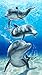 Bahia Collection by Dohler Baron Bay Dolphins Velour Brazilian Beach Towel 30x60 Inches