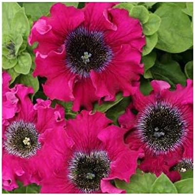 Petunia x hybrida superbissima Bordeaux F1 Seeds Flower from Ukraine 10 Seeds