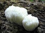Mushroom Man LLC, Lion's Mane Mushroom Kit