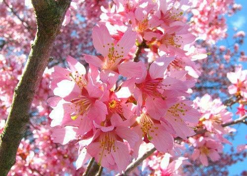 Okame Flowering Cherry Tree 2 Plants bigv002