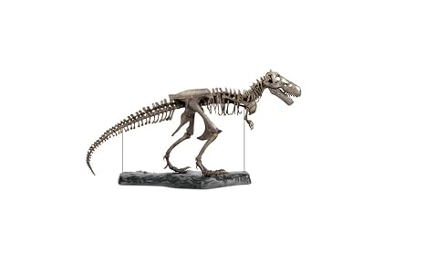 Amazoncom Discovery Kids 60 Piece 3d T Rex Skeleton Puzzle - 