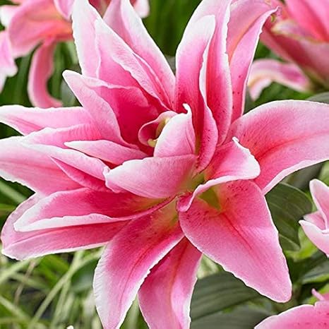 Agrobits 100 Plantes De Fleurs De Lys Belle Fleur Bonsaïs