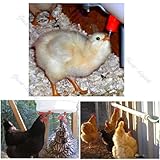 CaandShop(TM) 5 pcs Chicken Duck Hen Screw