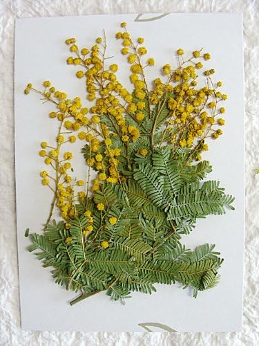 Amazon S 53 押し花素材 押し花パック ミモザ5本 葉つき 飛騨の山野草押し花素材 造花 通販