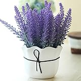 Lavender Seeds - Lavender Plant Seeds - Wild Lavender Seeds - Lavender Flower Seeds - Organic Lavender Seeds - 200Pcs Provence Lavender Seeds Fragrant Organic Flower Seeds Home Garden Bonsai Plant