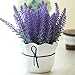 Lavender Seeds - Lavender Plant Seeds - Wild Lavender Seeds - Lavender Flower Seeds - Organic Lavender Seeds - 200Pcs Provence Lavender Seeds Fragrant Organic Flower Seeds Home Garden Bonsai Plant