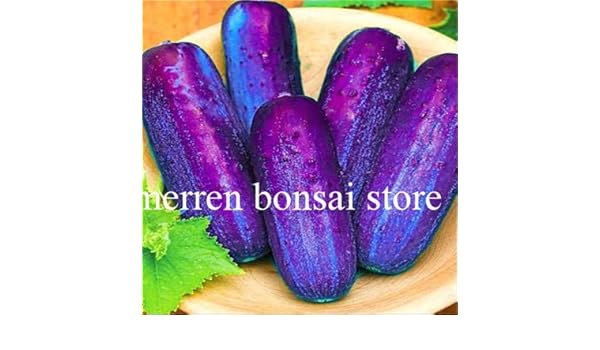 Bloom Green Co. Bonsai de Pepino 200 Piezas Japonã©s Raro Pãºrpura ...