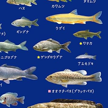 Amazon Reeden リエデン シリーズ 滋賀のお魚ヨシノート A6 Kpsn R221r Bf1 文房具 オフィス用品 文房具 オフィス用品