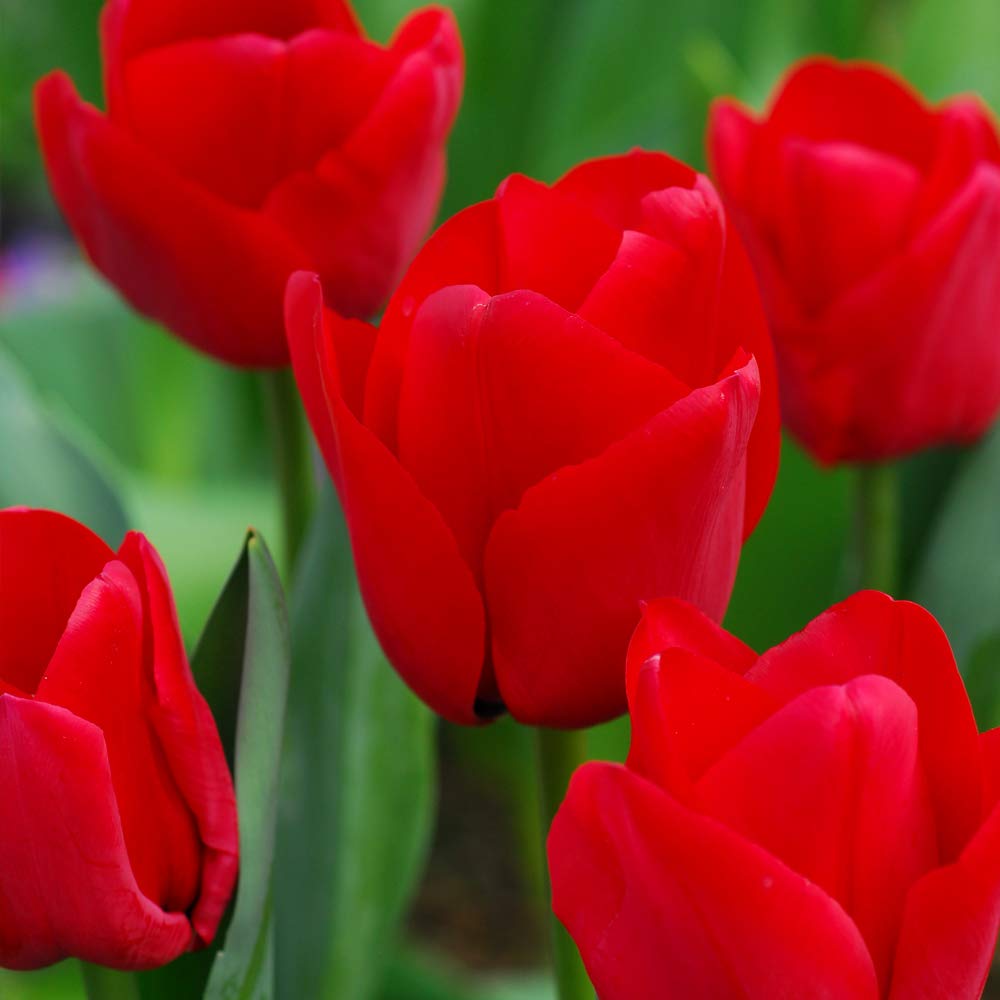 16 x Tulip Red Impression Bulbs by Thompson and Tulip Hardy Bulb