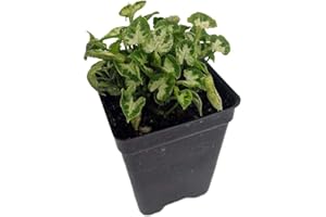 HIRT'S GARDENS Tiny White Arrowhead Plant - Syngonium - Nepthytis - 2.5" Pot - Fairy Garden