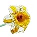 Yellow Glass Daffodil Flower, One-of-a-kind, Life Size 20