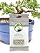 Bonsai Fertilizer Pellets by Perfect Plants - 5 Year Supply - All Natural Slow Release - Extended Enrichment for All Live Bonsai Tree Types primary