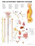 The Autonomic Nervous System 3D Raised Relief Chart, Anatomical Chart Company Staff, 1587794470