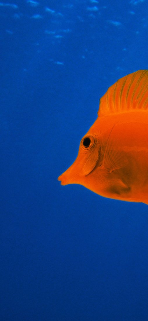 PeelitStickit Underwater, Undersea Wall Murals, ID-182, vinyl