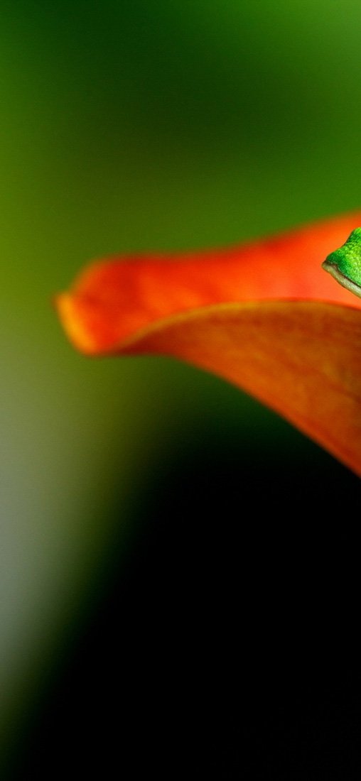 PeelitStickit Frog, Animal Wall Murals ID-127, vinyl