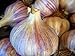 'Chesnok' Red Hardneck Garlic Bulb - FIERY - 2 Medium Bulbs