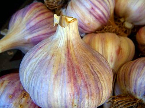 'Chesnok' Red Hardneck Garlic Bulb - FIERY - 2 Medium Bulbs 'Chesnok' Red Hardneck Garlic Bulb - FIERY - 2 Medium Bulbs