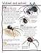 100 Facts Spiders